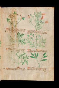 Basel K II 11, f.013r