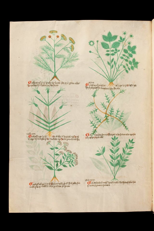 Basel K II 11, f.014v