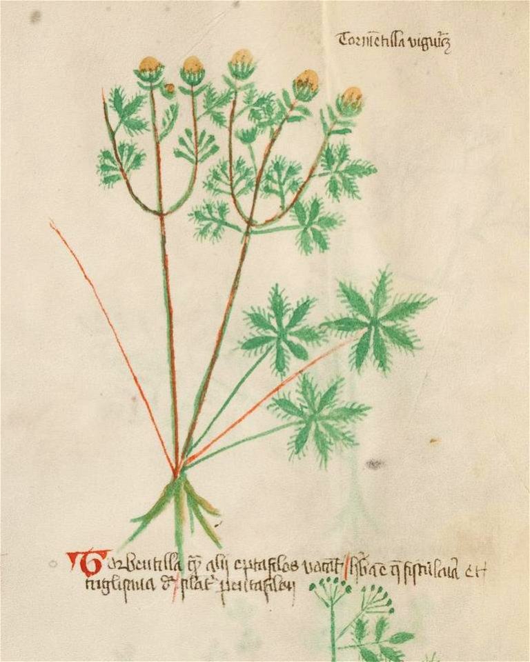 Basel K II 11, f.032v (detail)