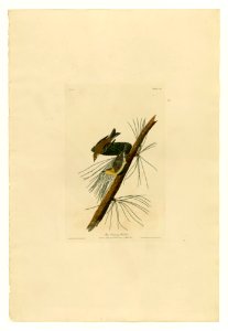 140 Pine Creeping Warbler