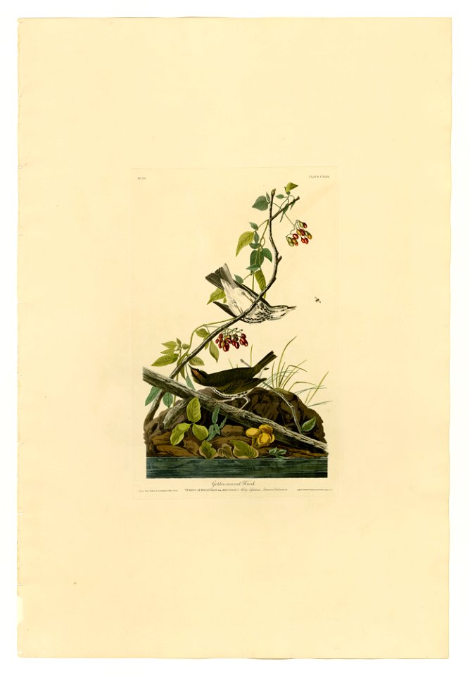 143 Golden-crowned Thrush