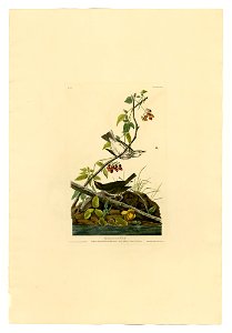 143 Golden-crowned Thrush