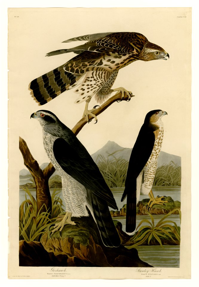141 I. Goshawk - 2. Stanley Hawk