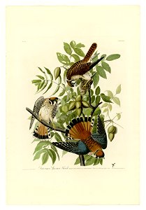 142 American Sparrow Hawk