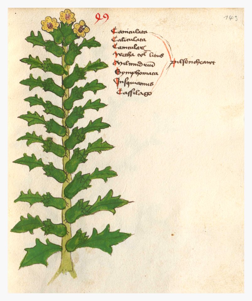 143 Auslasser Hyoscyamus niger