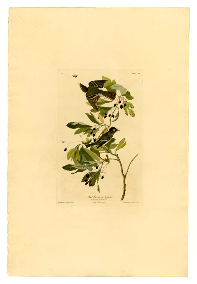 144 Small Green Crested Flycatcher