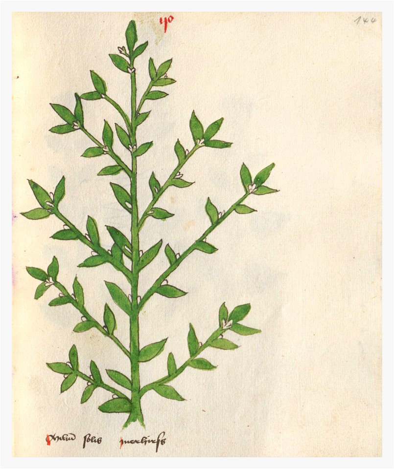 144 Auslasser Lithospermum arvense
