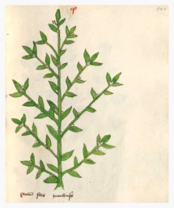 144 Auslasser Lithospermum arvense