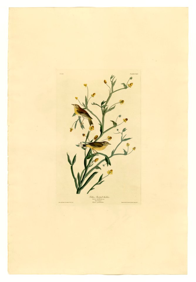145 Yellow Red-poll Warbler