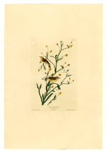 145 Yellow Red-poll Warbler