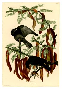 146 Fish Crow