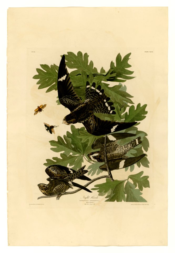 147 Night Hawk