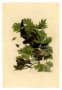 147 Night Hawk