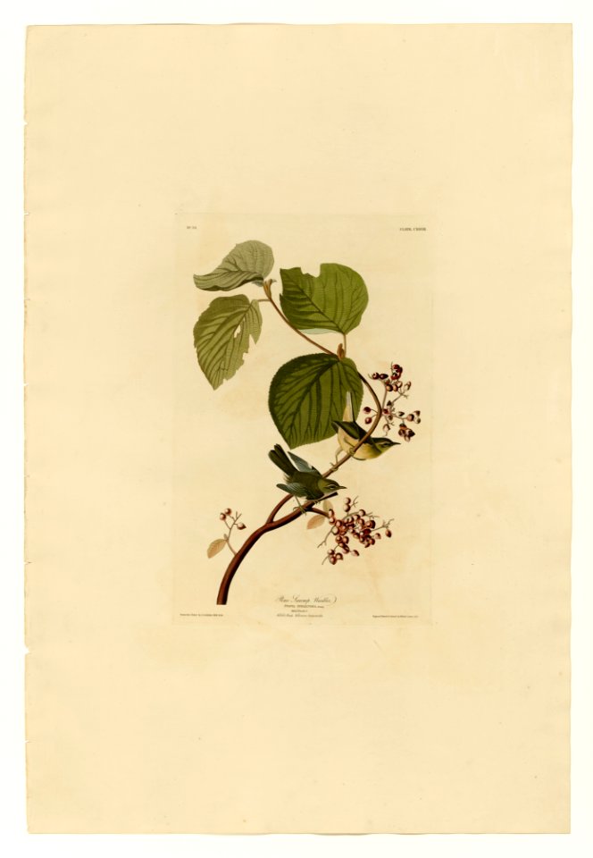 148 Pine Swamp Warbler