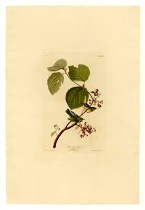 148 Pine Swamp Warbler
