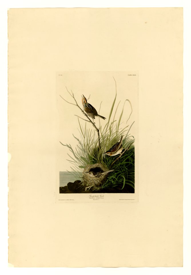 149 Sharp-tailed Finch