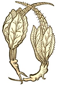 1491 Tapsus barbatus