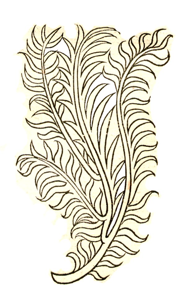 1491 Hortus Spica celtica