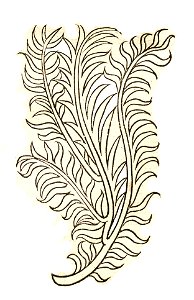 1491 Hortus Spica celtica