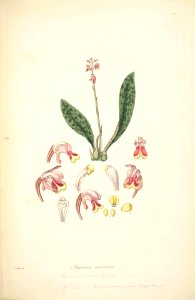 15 Angraecum maculatum - John Lindley - Collectanea botanica (1821)