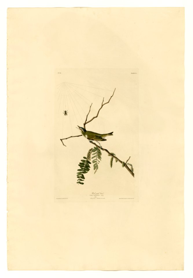150 Red-eyed Vireo