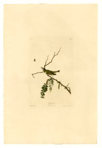 150 Red-eyed Vireo