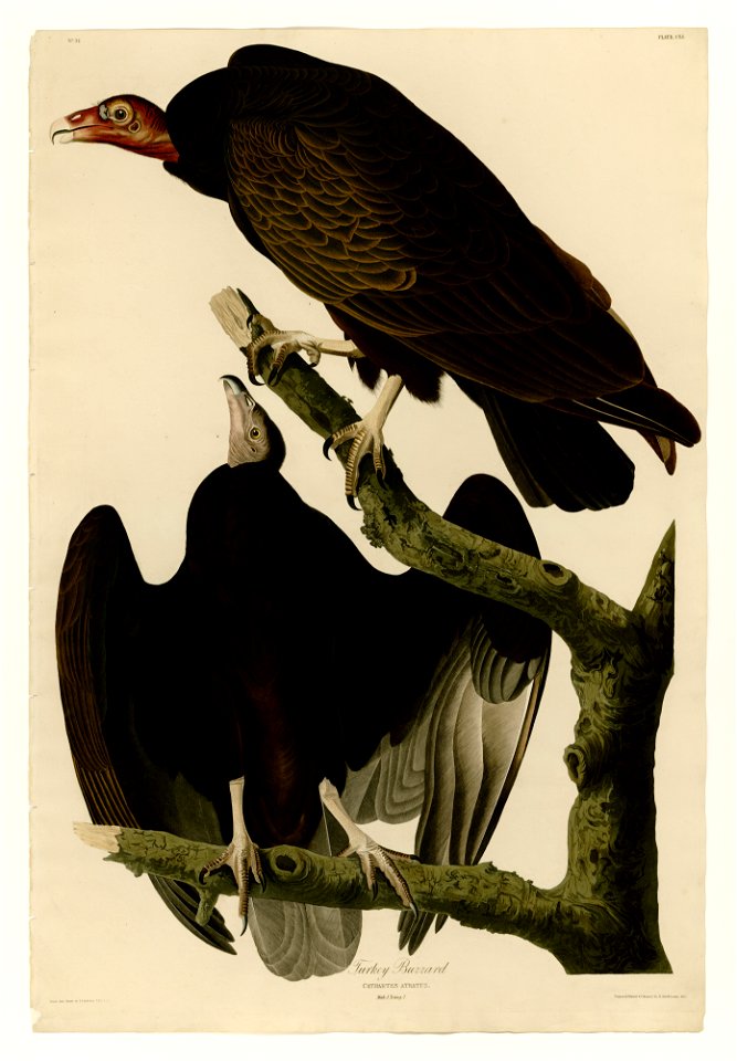 151 Turkey Buzzard