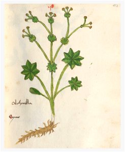 152 Auslasser Alchemilla vulgaris