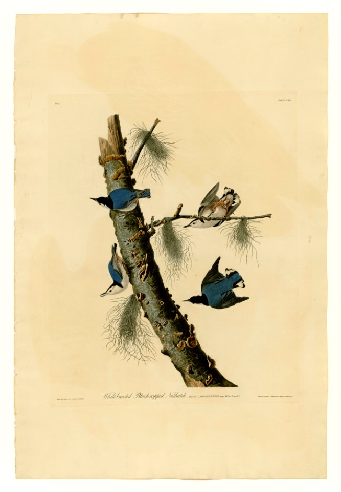 152 White-breasted Black-capped Nuthatch