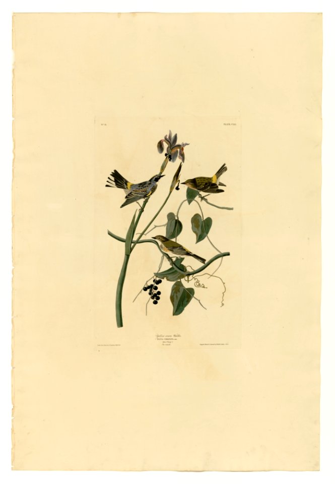 153 Yellow-crown Warbler