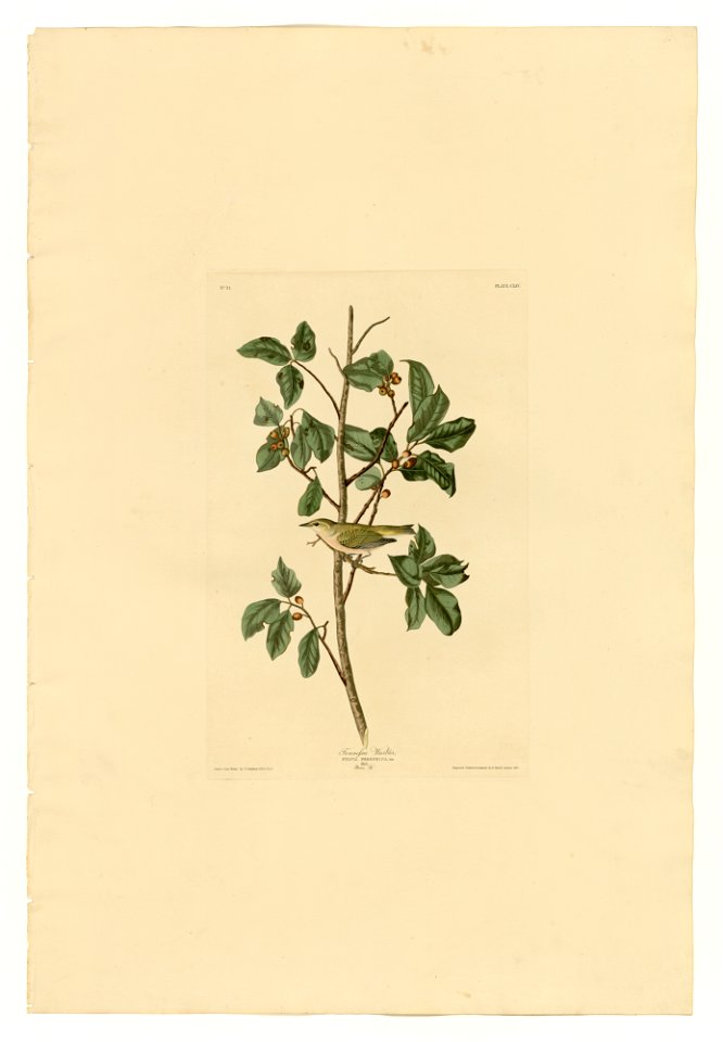 154 Tennessee Warbler