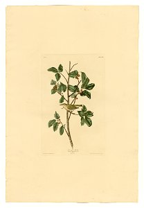 154 Tennessee Warbler