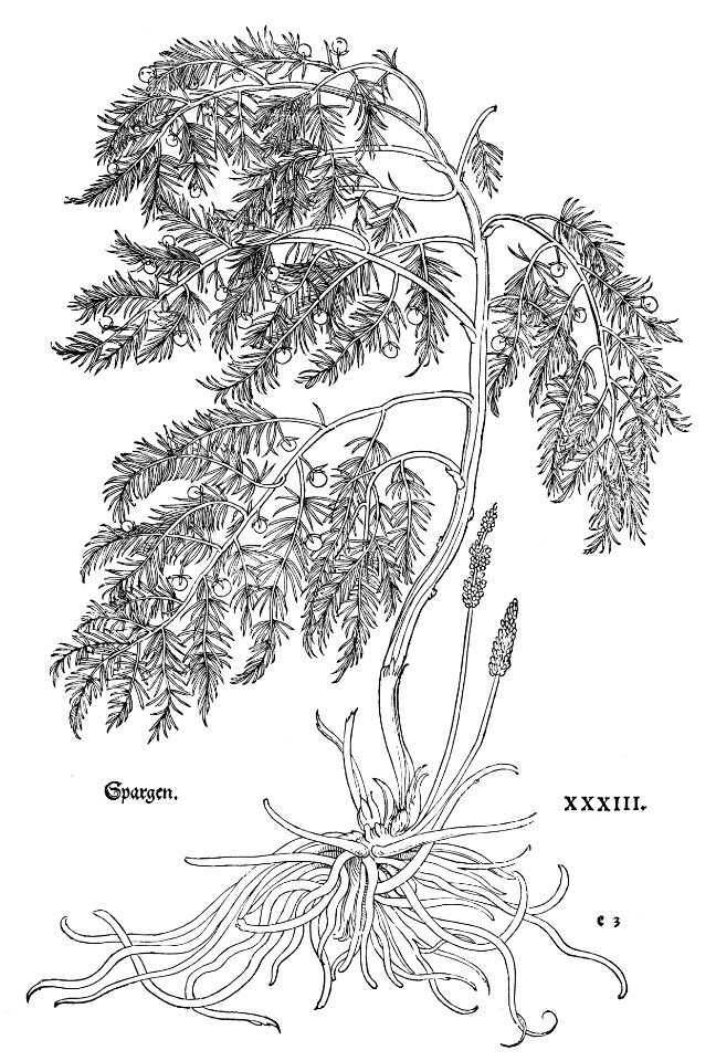 1543 Fuchs Spargen