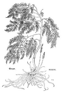 1543 Fuchs Spargen