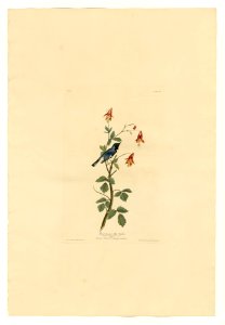 155 Black-throated Blue Warbler