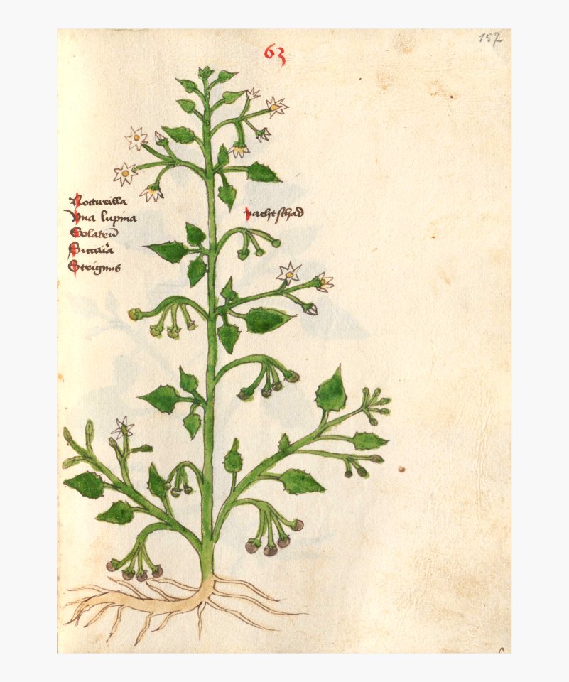 157 Auslasser Artemisia vulgaris