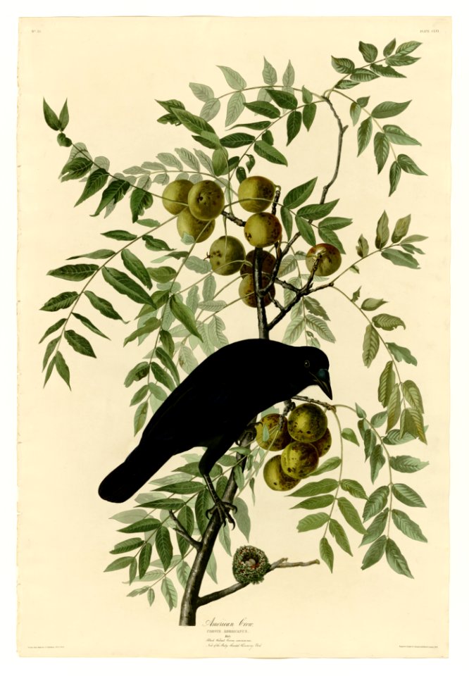 156 American Crow
