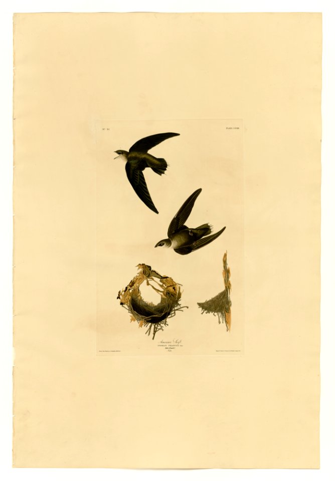 158 American Swift