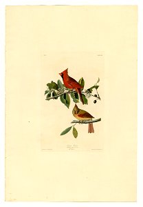 159 Cardinal Grosbeak