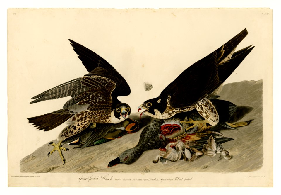 16 Great-footed Hawk