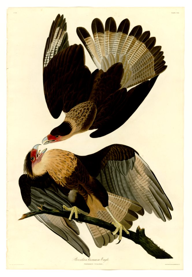 161 Brasilian Caracara Eagle