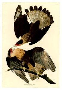 161 Brasilian Caracara Eagle