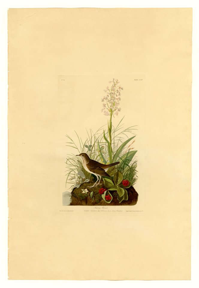 164 Tawny Thrush