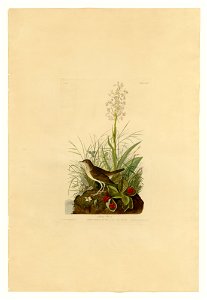 164 Tawny Thrush