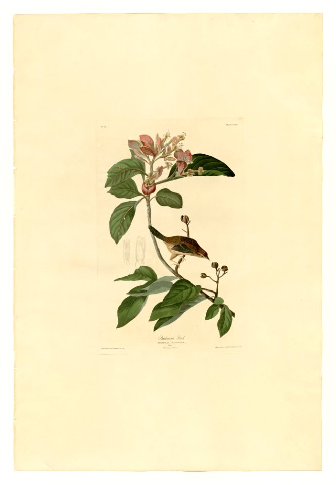 165 Bachmans Finch