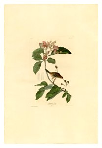 165 Bachmans Finch