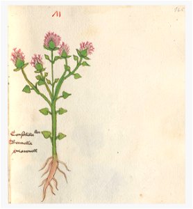 165 Auslasser Prunella vulgaris