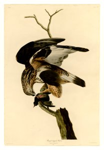 166 Rough-legged Falcon