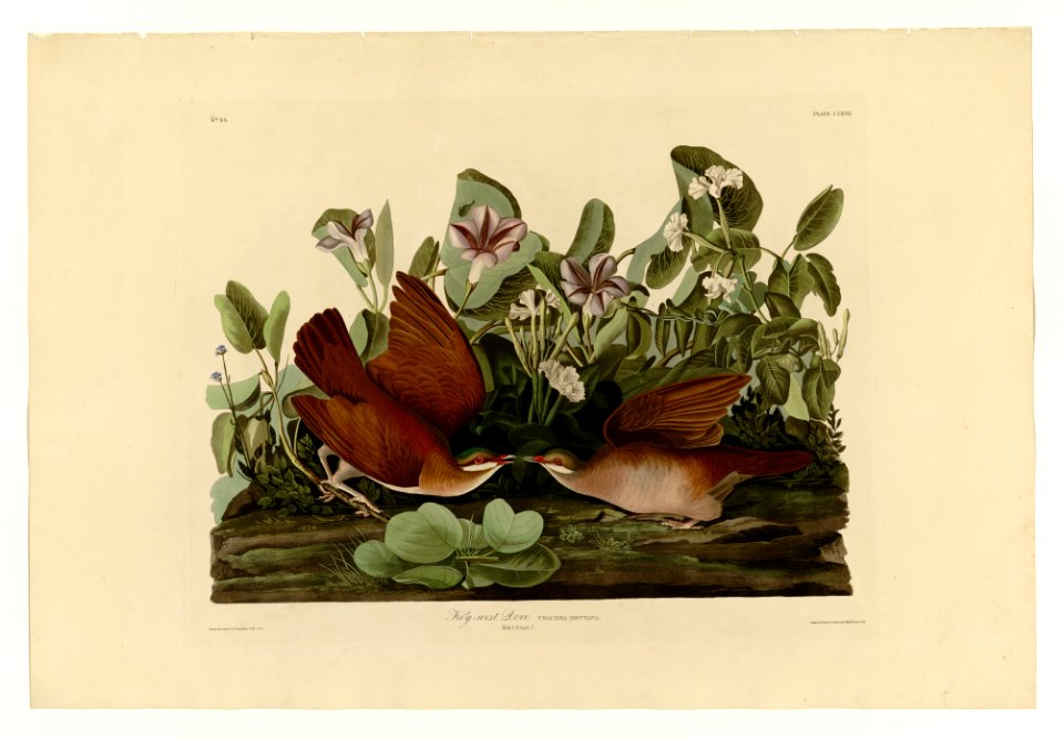 167 Key-west Dove