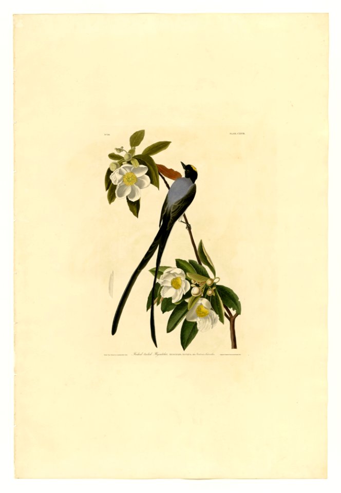 168 Fork-tailed Flycatcher